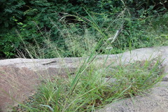 Eragrostis atrovirens